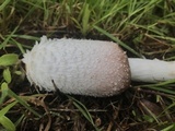 Coprinus vosoustii image