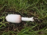 Coprinus vosoustii image