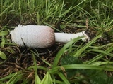 Coprinus vosoustii image