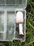 Coprinus vosoustii image