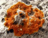 Caloplaca trachyphylla image