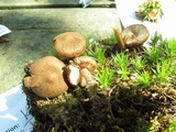 Inocybe lacera image