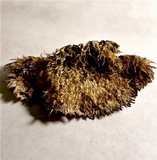 Trichaptum byssogenum image