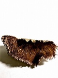 Trichaptum byssogenum image