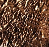Trichaptum byssogenum image
