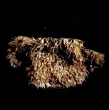 Trichaptum byssogenum image