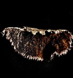 Trichaptum byssogenum image