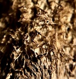 Trichaptum byssogenum image