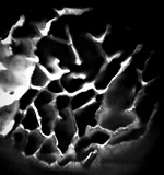 Trichaptum byssogenum image