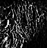 Trichaptum byssogenum image