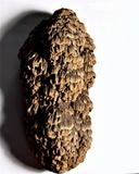 Globifomes graveolens image