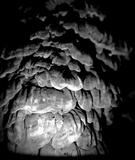 Globifomes graveolens image
