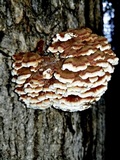 Globifomes graveolens image