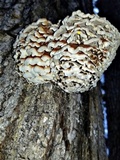 Globifomes graveolens image