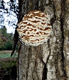 Globifomes graveolens image