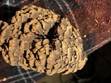 Globifomes graveolens image