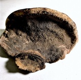 Nigrofomes sinomelanoporus image