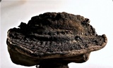 Nigrofomes sinomelanoporus image