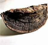 Nigrofomes sinomelanoporus image