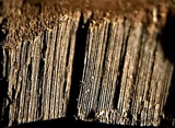 Nigrofomes sinomelanoporus image