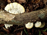 Cellulariella acuta image