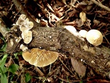 Cellulariella acuta image