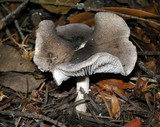 Tricholoma terreum image