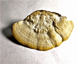 Cellulariella acuta image