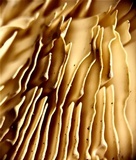 Cellulariella acuta image