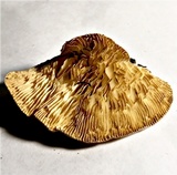 Cellulariella acuta image