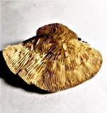 Cellulariella acuta image