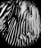Cellulariella acuta image