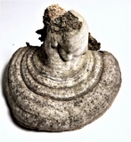 Fomes fasciatus image