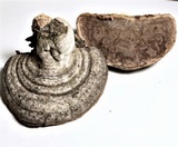 Fomes fasciatus image