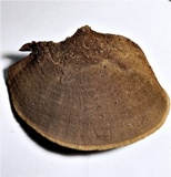 Hexagonia hydnoides image