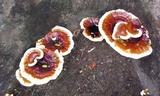 Ganoderma tropicum image