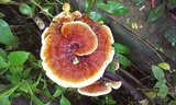 Ganoderma tropicum image
