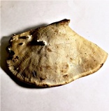 Ganoderma tropicum image
