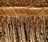 Ganoderma tropicum image