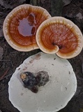 Ganoderma tropicum image