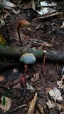 Haddowia longipes image