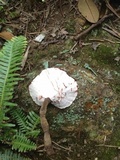 Amauroderma yunnanense image