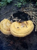 Ganoderma colossus image