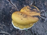 Ganoderma colossus image