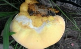 Ganoderma colossus image