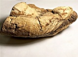 Ganoderma colossus image