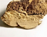 Ganoderma colossus image
