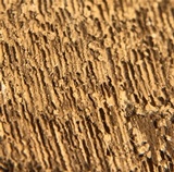 Ganoderma colossus image