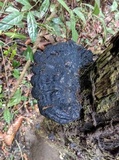 Ganoderma subresinosum image
