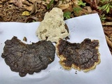 Ganoderma subresinosum image